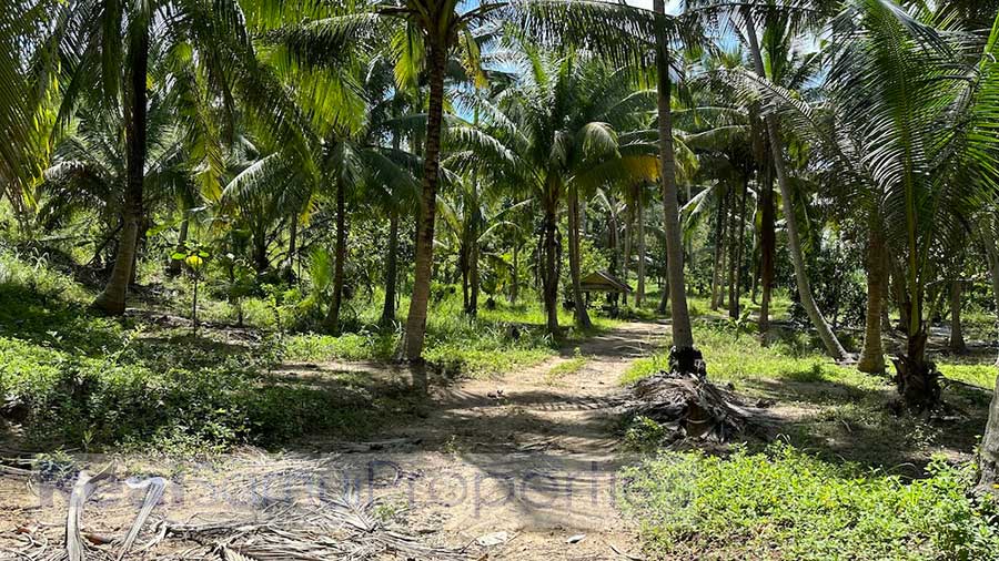 6,400 sqm of Garden View Land, Lamai